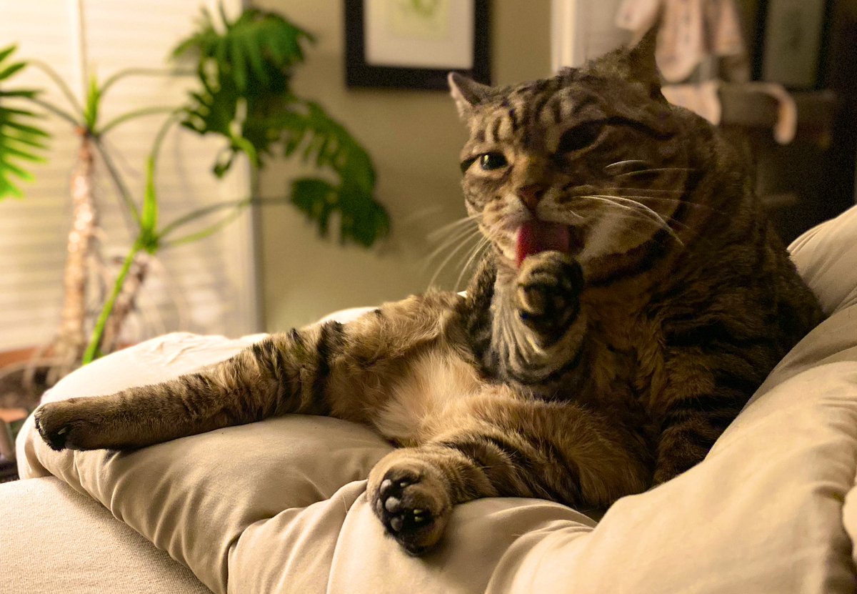 MissyBBBobtail's tweet image. Don’t worry. 
Be happy.