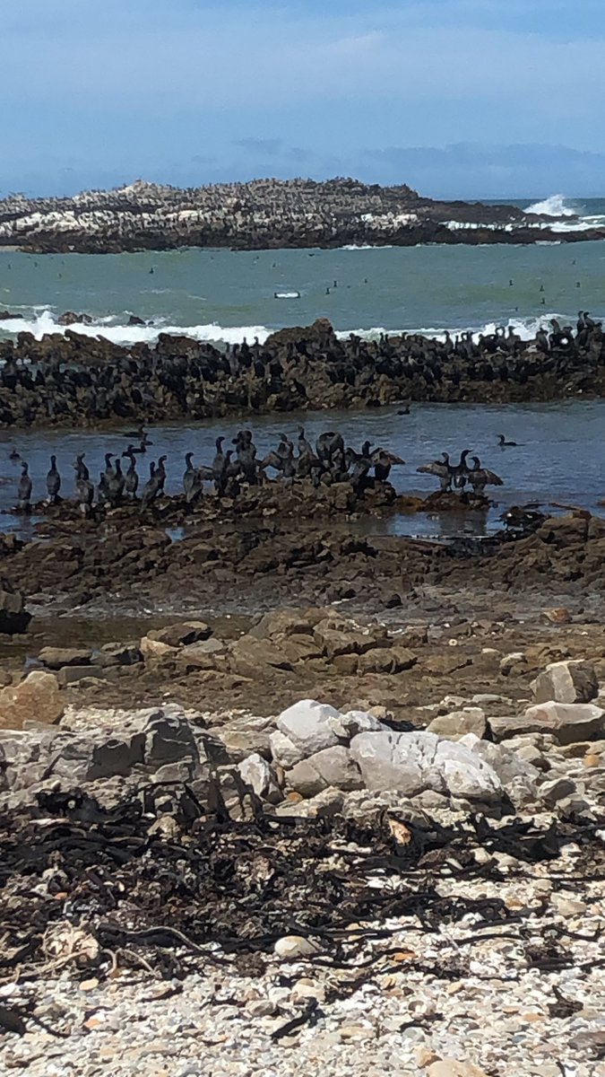 Hordes of cormorants at Franskraal <a href="/OverstrandMuni/">Overstrand Muni</a> <a href="/GansbaaiTourism/">Gansbaai Tourism</a> <a href="/westerncapelove/">westerncapelove</a> <a href="/TravelChatSA/">#TravelChatSA #VirtualTravelSA</a> <a href="/VoyagersV/">Voyagers Voice</a> <a href="/travchats/">Travchat</a> <a href="/SouthAfrica/">Visit South Africa</a>