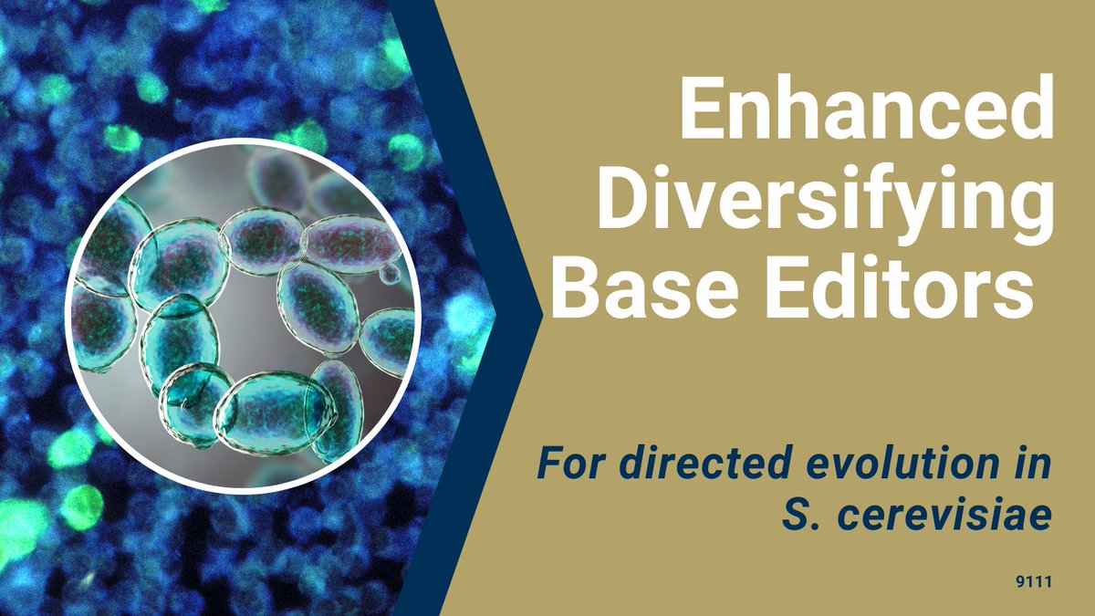 GaTechOTL's tweet image. #AvailableForLicensing: This optimized &amp;amp; integrated #CRISPR-diversifying #baseeditor rapidly improves antibody affinity  through #Scerevisiae display. Mimic human antibody response in immune cells &amp;amp; develop novel #proteintherapeutics &amp;amp; antibodies. @GTChBE 
ow.ly/zNio50Q9Qkx