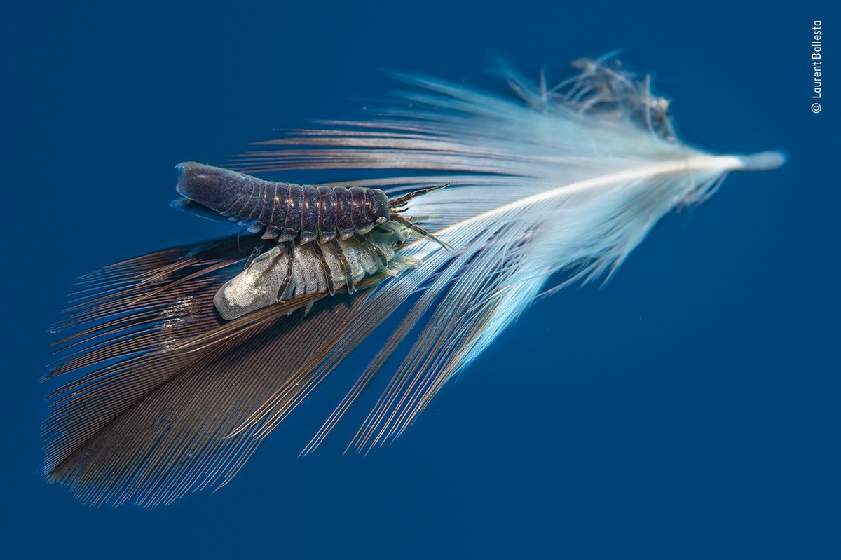 #WPYAlumni Laurent Ballesta noticed what he thought might be two isopods drifting upon a seagull feather, six metres below the surface. 🪶 Check out more images of invertebrate behaviour by our #WPYAlumni: bit.ly/WPY-Behaviour-…