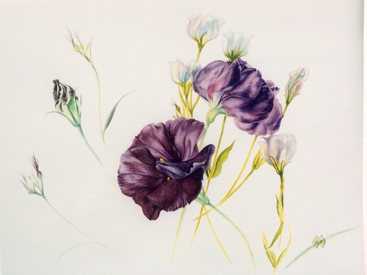 Alstroemeria studies Watercolour #flowers #painting #plants #Wednesday #artistonX #artist #artistsoninstagram