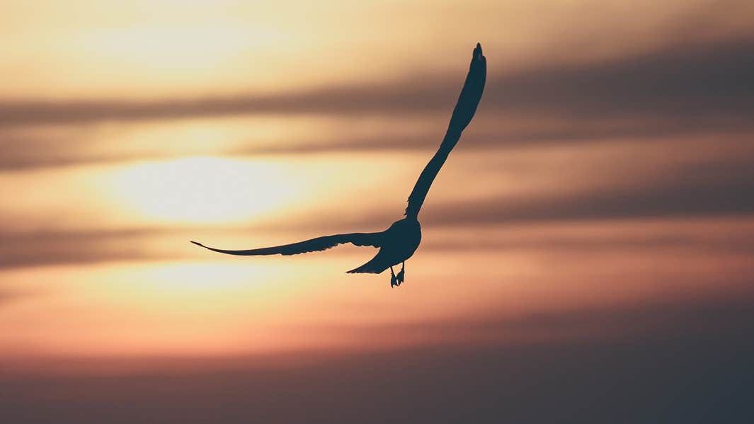 We hope you have enjoyed learning more about our feathered friends and meeting some of our unique EDGE bird species in our Winging it Wednesday series 🦜 Stay tuned next Wednesday to see what our next series has in store! #EDGEofExistence #EDGEBirds #WingingItWednesday