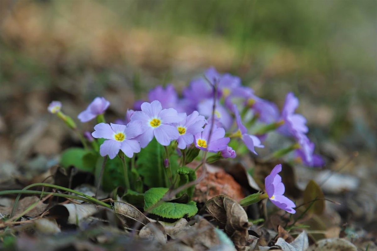 💙 ტყის ფურისულა - Primula woronowii Losinsk. #plant #spring #Tbilisi #Georgia #Botanical #garden