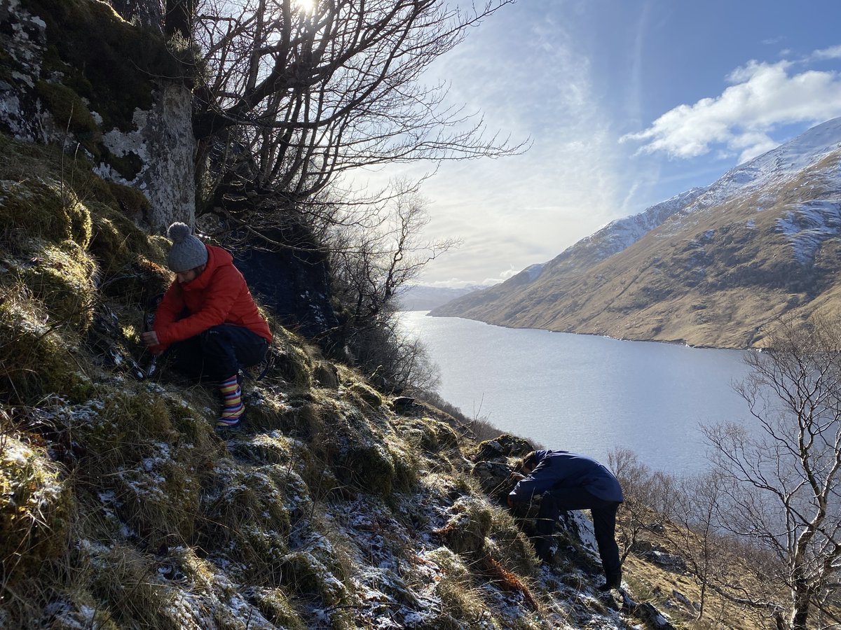 Many thanks to Beth & Mike, volunteers with @EadhaAspen, who joined us at #Corrour last week to collect cuttings from our #Aspen stands. What a great opportunity to visit some fantastic locations on the estate! #PaintingScotlandYellow #woodland #restoration