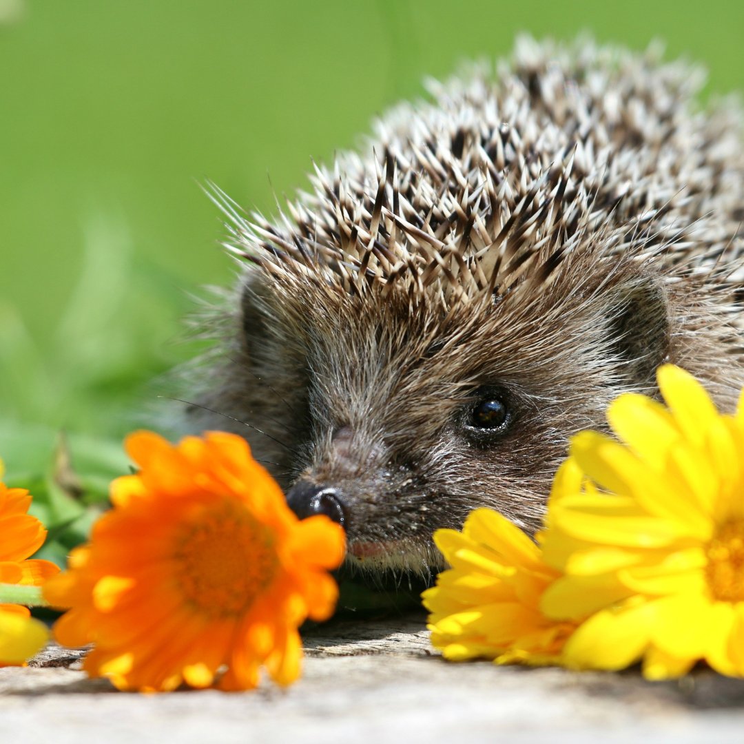 We are adding some flowers to the garden beds in our Visitor Centre for decorative purposes & to provide foraging, shaded areas for our permanent residents. We would be very grateful for any donations to assist with this. Link below for more information: sttiggywinkles.org.uk/do-you-have-an…