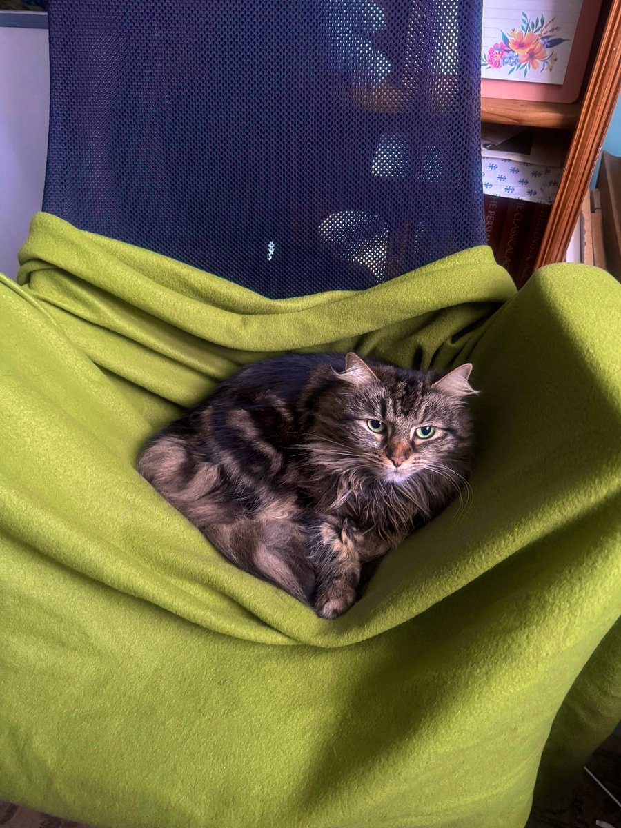 OdessaEKnight's tweet photo. Gooooooood morning!
The fluff made sure her mama’s chair was warm this morning!
#Writer #WritingCommmunity #catmother https://t.co/2qfHAPyPkd