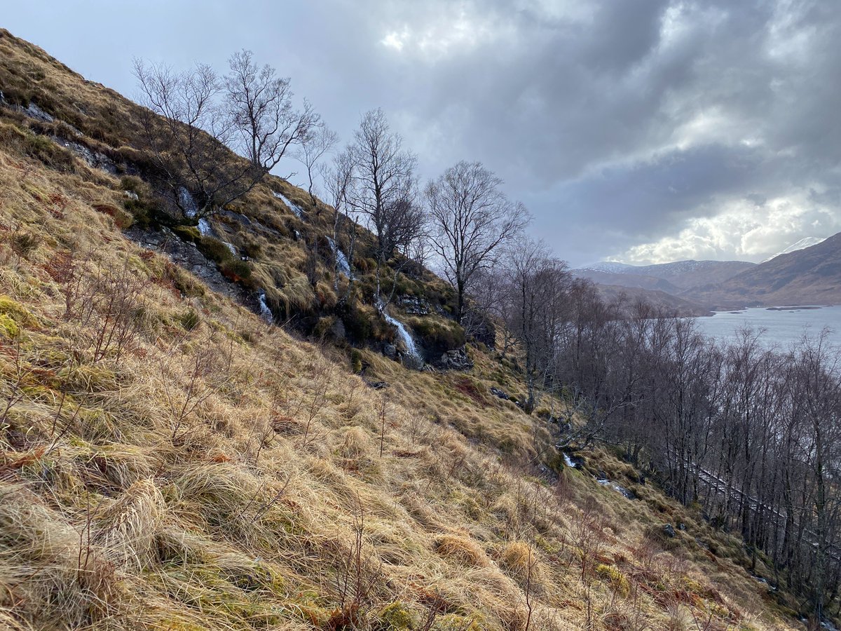 Even without their leaves yet, the scale of #Birch #regeneration above Loch Treig at #Corrour is astonishing. The rich soil, productive seed source & sustainable deer management is a winning combination. There's a #woodland in the making right here!🤗 #NatureRecovery #restoration