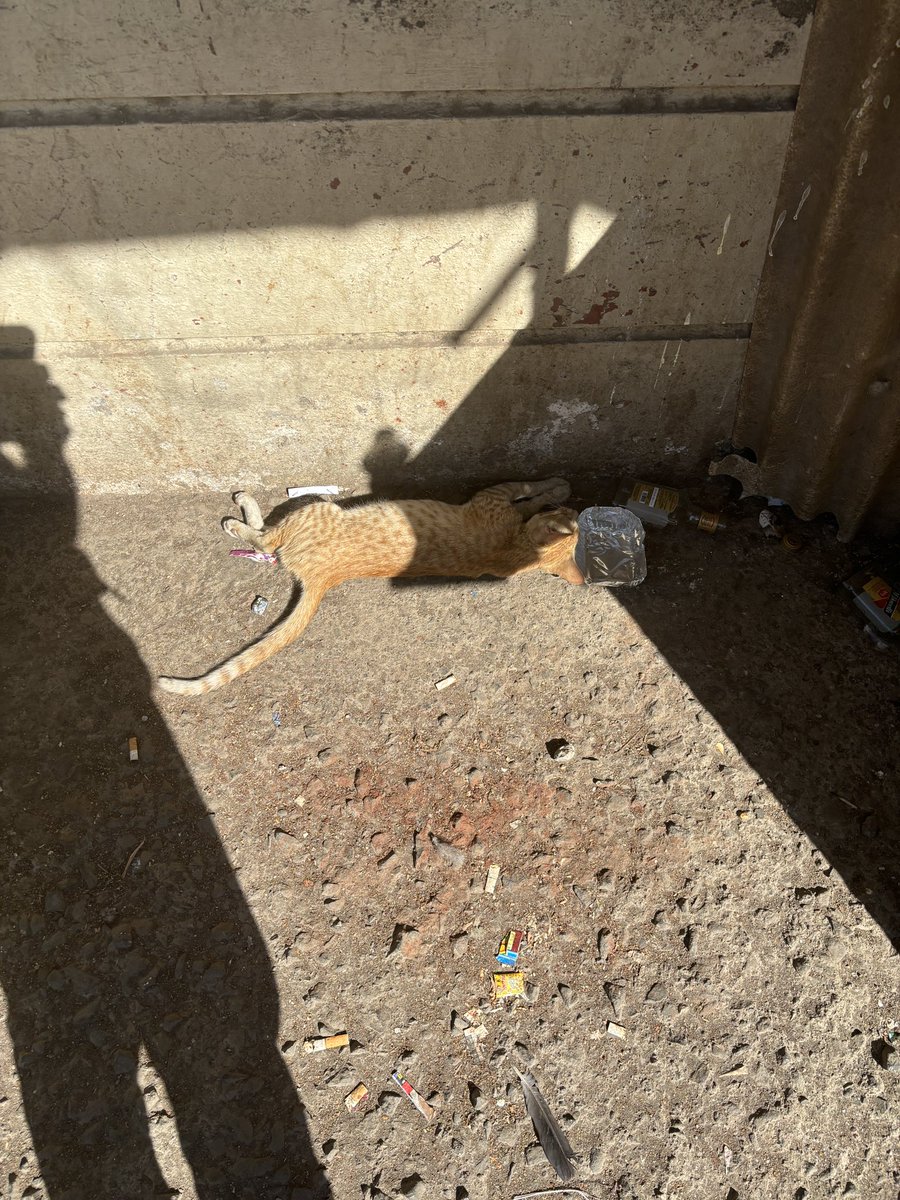 _deepak_verma's tweet photo. #sos a cat is injured and need urgent attention address # Vashi , Navi mumbai, near meghraj cinema ( near pan tapri) corner @BJP4Mumbai @MumbaiPolice @NaviMumbaiCity @Navimumpolice @Dept_of_AHD @NaikSpeaks @NMMCCommr @NMMConline please help or find someone who could help https://t.co/W4PooIPGT3