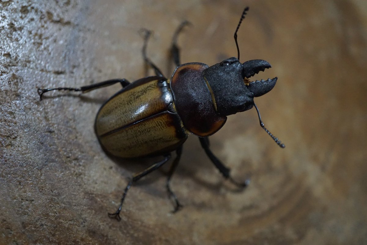 ボルネオ産 クロスジクワガタコガネ 43mm ボルネオ産 クロスジクワガタ