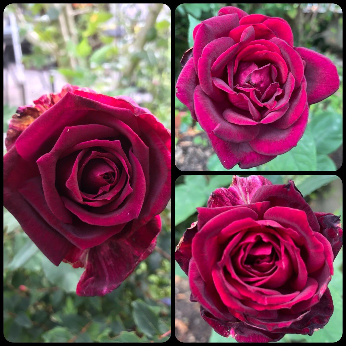 Nathalie (@nath_et_isis) on Twitter photo Memories of summer 2023, Rosa Papa Meilland from <a href="/rosesmeilland/">Meilland Richardier</a> (Francis Meilland), 1963.
World’s favourite Rose in 1988, the highest international distinction that can be awarded to a rose ( Hall of Fame roses).
#RoseWednesday
#roses #roseslover <a href="/Meilland_Roses/">Matthias MEILLAND</a> Memories of summer 2023, Rosa Papa Meilland from <a href="/rosesmeilland/">Meilland Richardier</a> (Francis Meilland), 1963.
World’s favourite Rose in 1988, the highest international distinction that can be awarded to a rose ( Hall of Fame roses).
#RoseWednesday
#roses #roseslover <a href="/Meilland_Roses/">Matthias MEILLAND</a>