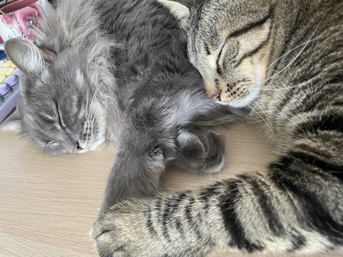 Sooo cute….. #cats #brotherandsister