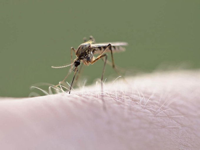 1954simsek's tweet photo. I witnessed that it kills mosquito poison. IT MAY BE A CURE FOR MALARIA. MAYBE it protects against mosquitoes for 12 hours. When applied to the bite, it relieves itching and allergies in 5 minutes. It prevents the formation of worms in fruits and vegetables. https://t.co/55tqWSdqce