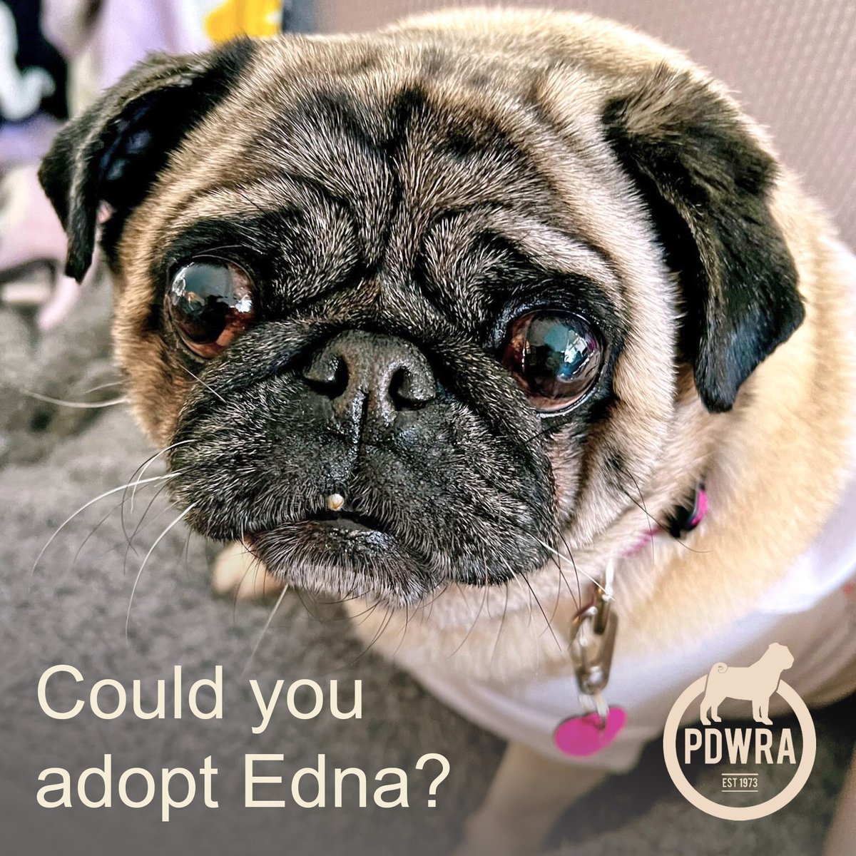 Edna needs to be in a forever home where she's the only dog. If you think you might be able to adopt Edna, please go to our website to find out more about her - ecs.page.link/pDTfS #pdwra #pugcharity #pugwelfare #friendsofwelfare #foreverhome #pugadoption #pug
