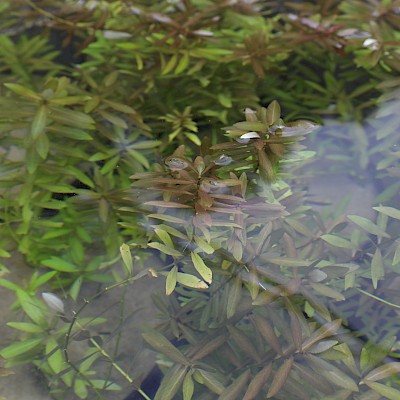 Likely the result of an aquarium disposal, Hygrophila is native to the East Indies & quickly invades slow moving waters…hence it is on the USDA Federal Noxious Weed List.

aphis.usda.gov/plant_health/p…

#SCAPMS #invasiveplants #aquaticplants #aquaticweeds #MacrophyteMonday