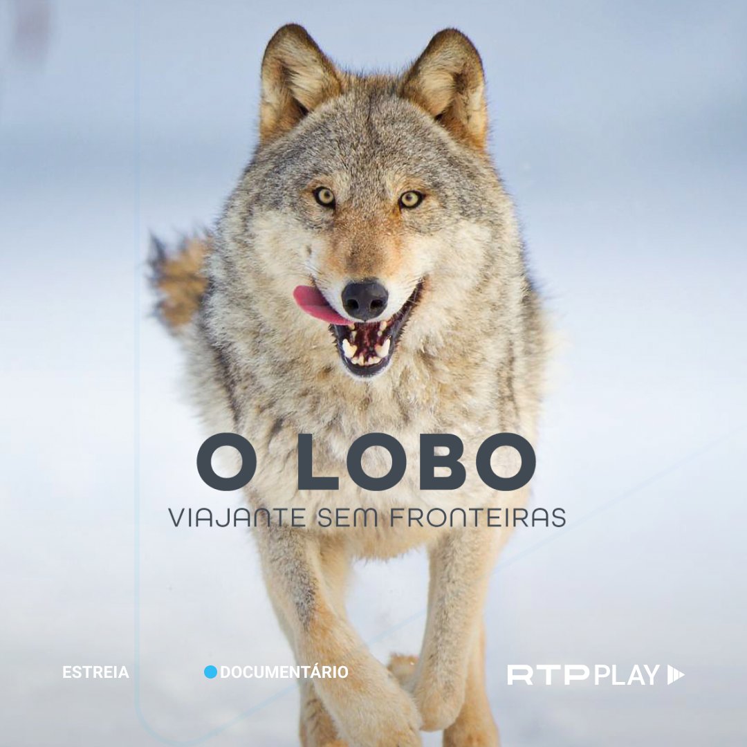 playrtp's tweet image. A jornada de um jovem lobo solitário em busca de território e de uma companheira.

▶ Documentário já disponível na #RTPPlay.

#documentários #lobo #rtp