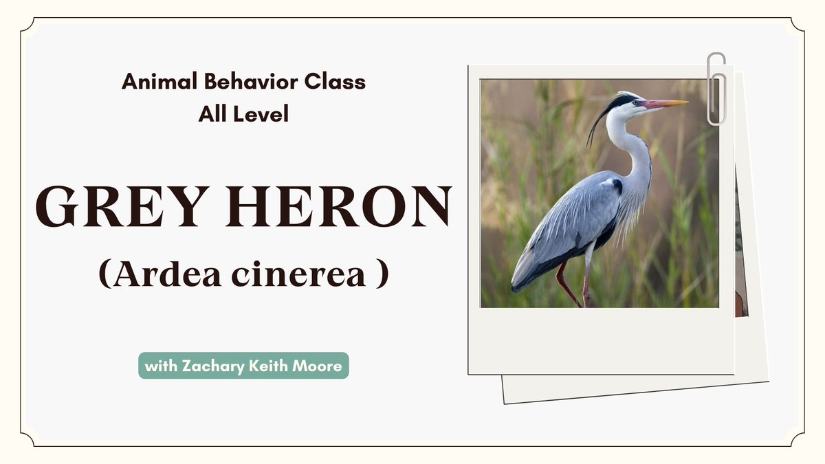 Sir_ZMoore's tweet photo. ⠀ 
"Ding dong! Tepat sekali. Hari ini kita akan membahas burung Heron, tepatnya Grey Heron dari film The Boy and the Heron. Nice guess!" Zach memberikan coklat untuk @puellarain, @INTREPODE, @aleactaest, @shazbellanca, dan @ofkreo.
⠀ https://t.co/2P26K6xjza