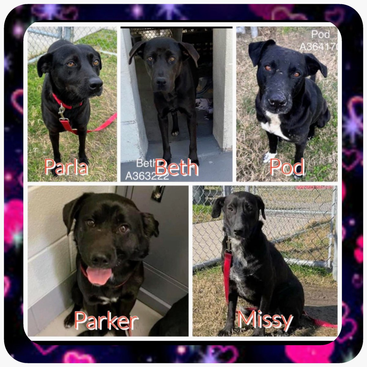 🆘️⏰️ URGENT⏰️🆘️ FIVE Black Velvet Beauties ALL DIE TODAY😫🖤 Please PLEDGE here for ResQ⛑️ ADOPTERS Contact CORPUS CHRISTI NOW ☎️361-826-4630 📧 ccacsrescues@cctexas.com Beth 3yr #A363222 Missy 1yr #A363595 Parker 1yr #A363343 Parla 2yr #A364171 Pod 6yr #A364170