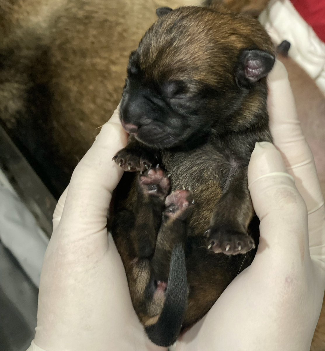 hkpoliceforce's tweet photo. NEW PUPS ON THE BLOCK!
The #YearOfTheDragon is off to a good start—thanks to our #BelgianMalinois Roxy💐who birthed a litter of 8🐶—an auspicious number in Chinese culture🧧

Our devoted #PoliceDogUnit is set to nurture the promising pooches into elite #K9s🐾to protect our city🇭🇰 https://t.co/luJoneCNEZ