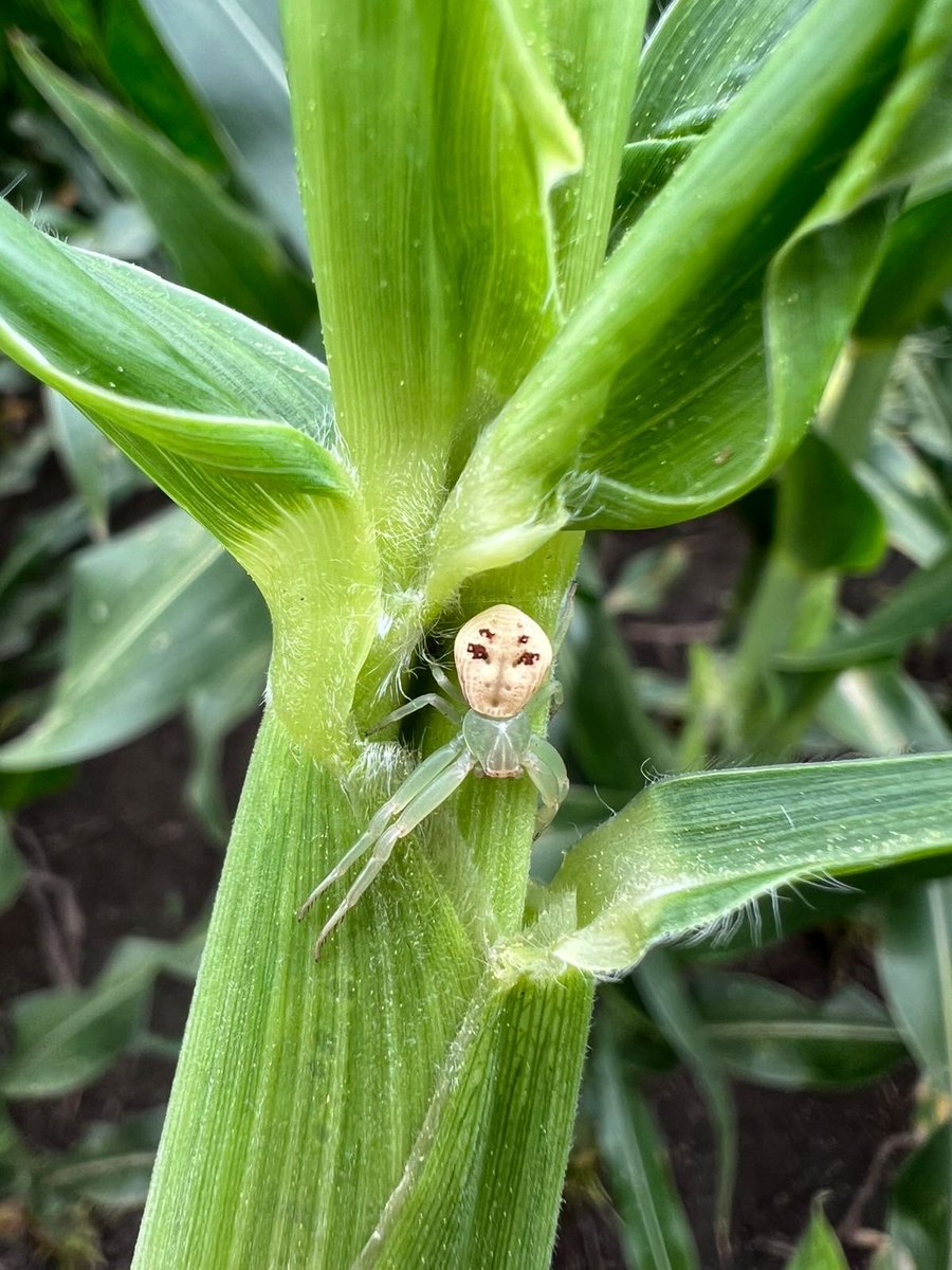 Nos invaden seres de otros planetas?! 😱