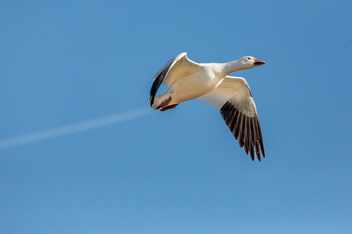 MelodyAnneM's tweet photo. I didn't notice it until I was processing the images but I managed to capture one of the new jet powered Snow Geese! 🤣
Photographed with a Canon 5D Mark IV & 100-400mm f/4.5-5.6L lens +1.4xIII.
#snowgeese #birdphotography #wildlife #migration #mpbcom #teamcanon #canonusa https://t.co/QL5Z5ER7Pl