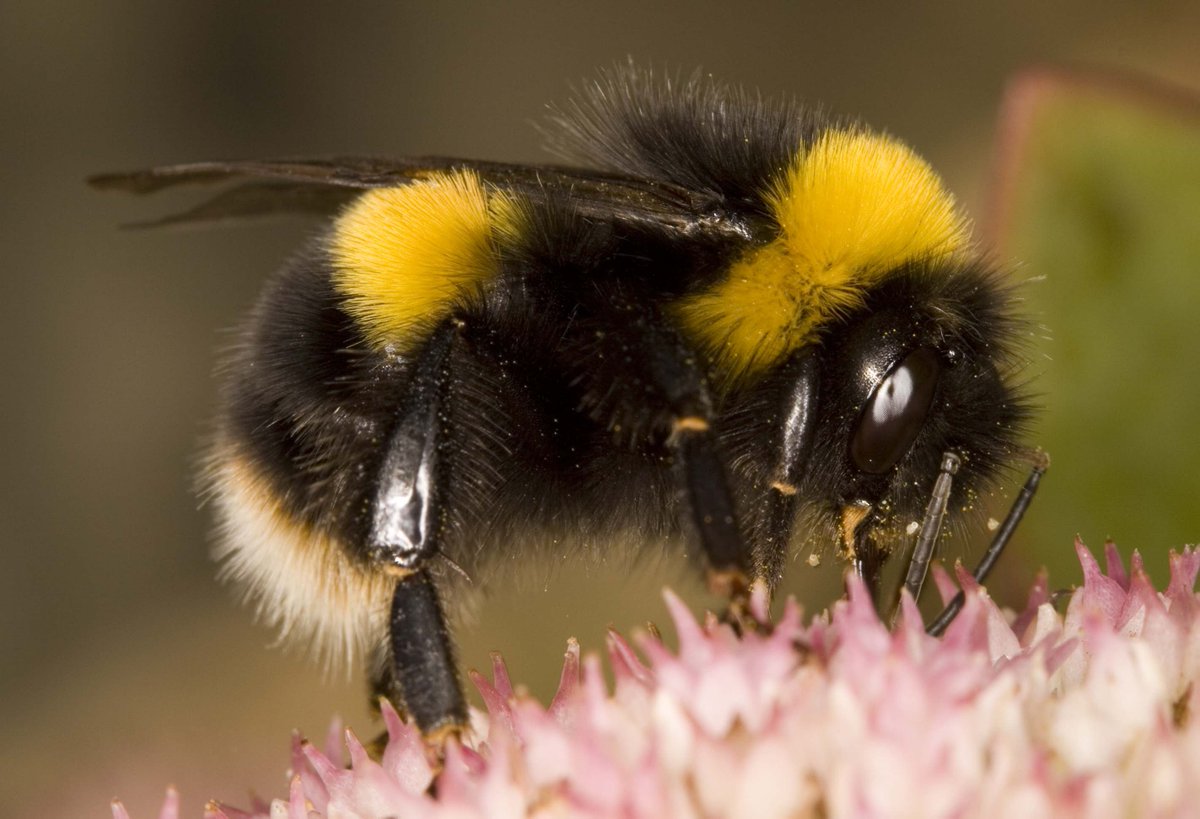 Could you be a bumblebee spotter? 🐝👀 This spring @BumblebeeTrust & @The_RHS are partnering up to call on gardeners to help record bumblebees on flowers in gardens & parks. Here's how you can get involved! 👇 rhs.org.uk/science/help-o… 📸 Buff-tailed bumblebee (c) Bill Temples