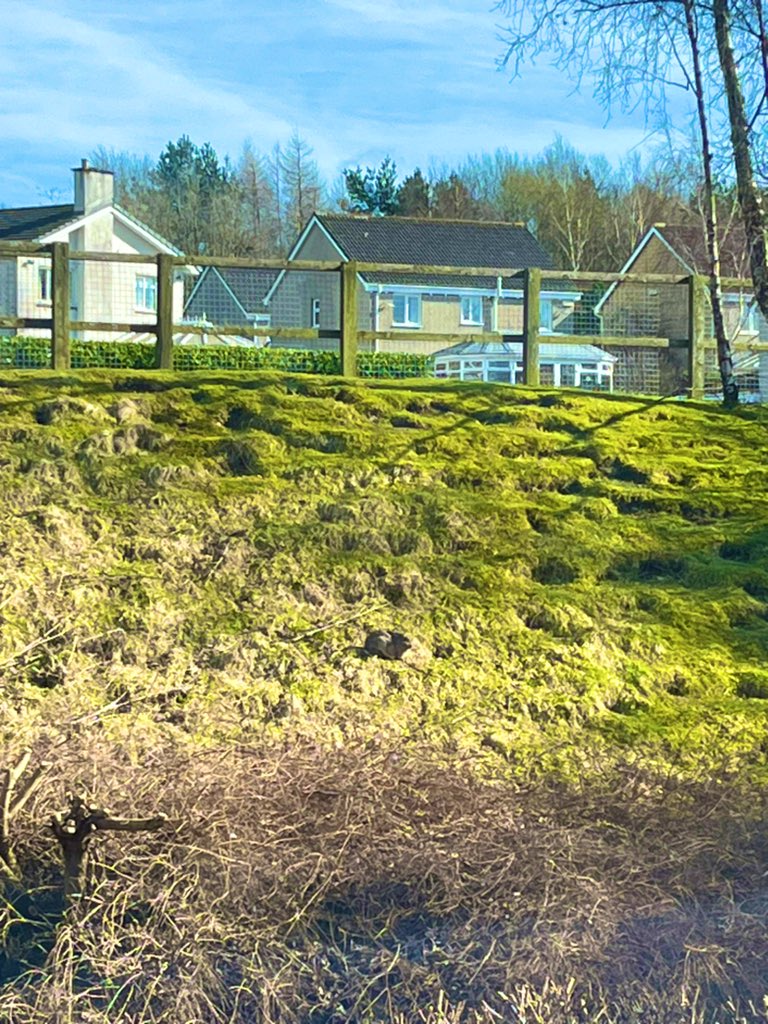 MissMoffat_BEdu's tweet photo. Only one sunbathing bunny in this glorious Monday classroom view!
Just for you @MrsWilsonBusEd ๐ฐ๐
#classroomview
@DunblaneHS https://t.co/oQzsF8hE7o