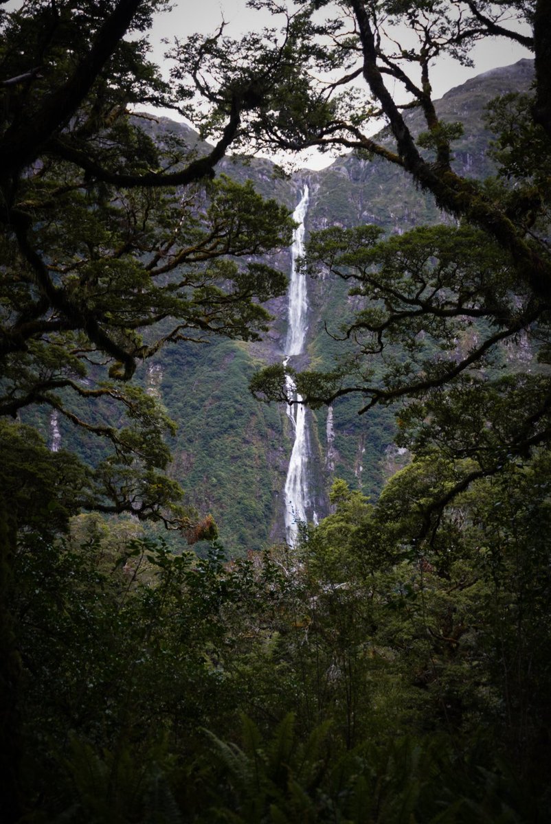 tienzochi's tweet photo. I think I will keep looking at the photos of my most recent hike for quite a while.. this track indeed live up to what it's known for -- finest walk in the world

📍Milford Track https://t.co/GmlibkWH0o