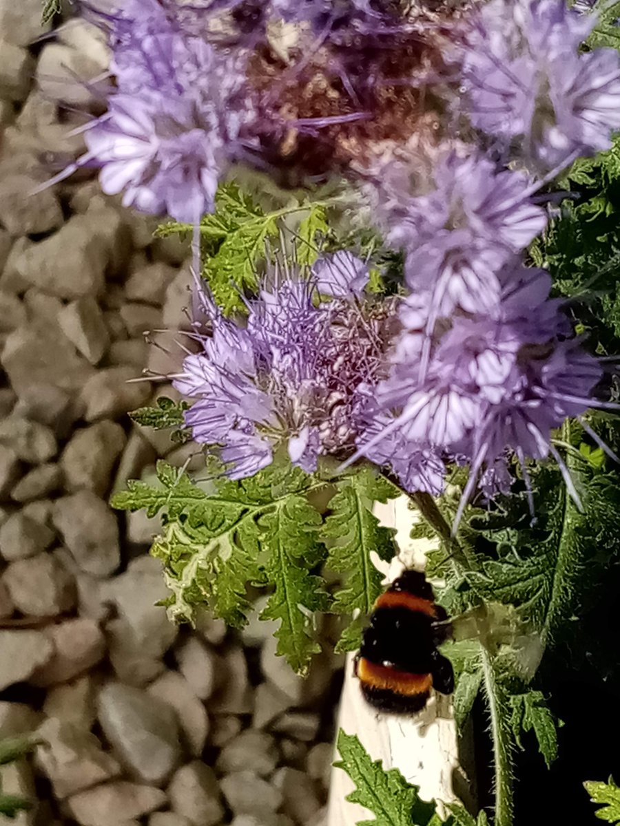 StaxOfWaxLtd's tweet image. Did you know we have our own "Seeds for lovely bees" available. Selected especially, wildflower seeds of vibrant and fragrant flowers that bees love to pollinate.
staxofwaxltd.com/product-page/n…  
#staxofwaxltd #SeedsForBees #pollinators #bees #pollensource #ecofriendlyhome #spring