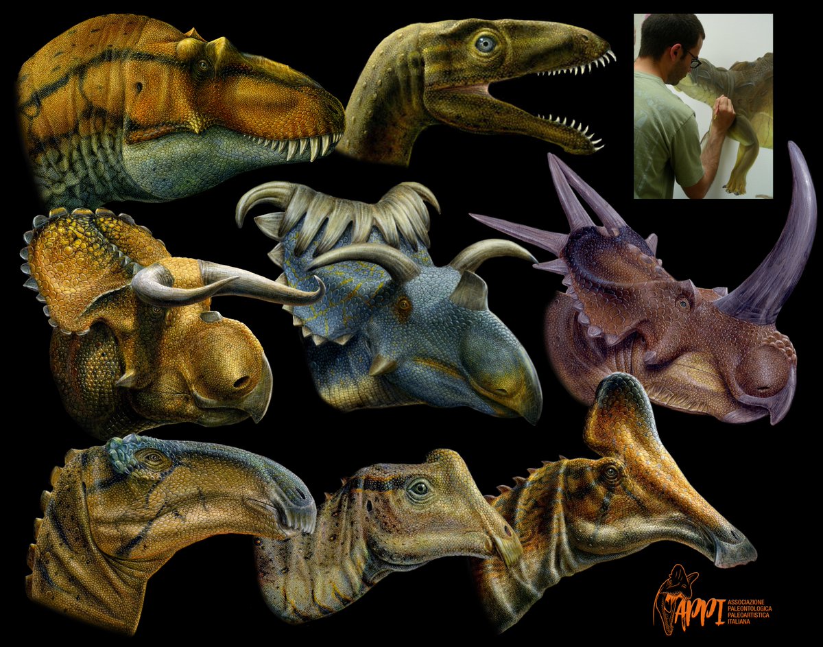 Oggi #lunedìdellaPaleoarte con #LukasPanzarin 📷📷
Specializzato nella ricostruzione scheletrica e in vivo di animali estinti, con una predilezione per gli arcosauri erbivori e i #dinosauri ceratopsi, per i suoi lavori utilizza, in genere, colori acrilici o l’inchiostro...