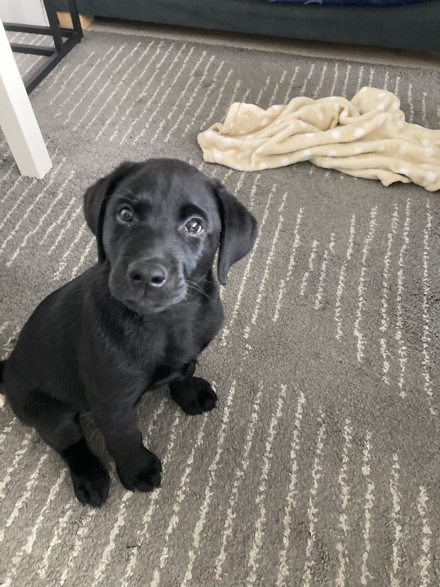 #Donatie Aktie voor mijn dochter ze is al aardig op weg.
 pup moon is er 🥰 en gaat ze hem verder opleiden samen met stichting voor #hulphond 🐕‍🦺 
Donaties zijn welkom ❤️ Delen is lief en word gewaardeerd .

angelaastomphorst.wixsite.com/hulpmaatje-ang…