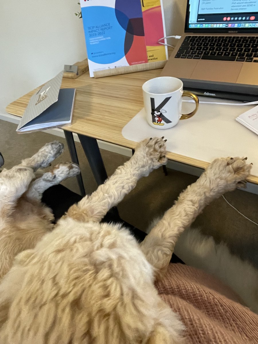 On Friday, Scout and I enjoyed catching up with fellow PhD students who are also focusing on Service children in their research. He didn't contribute much though... #Servicechildren #research #cockapoo #EdD