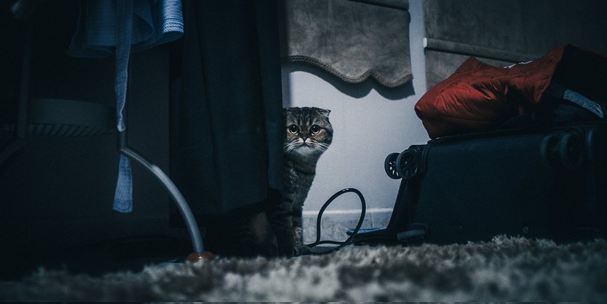 CarbonTacos's tweet photo. This is Lucy, she's a cute little demon. https://t.co/a4cSoeVWxA