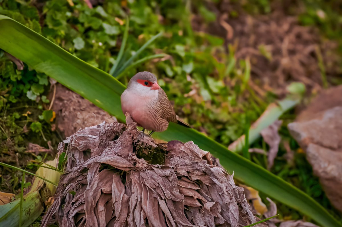 bownaankamal's tweet photo. Birds of Ethiopia.
1) Abyssinian Owl | Dinsho NP | Ethiopia
2) Beautiful sunbird (Juvenile) | Lake Langano | Ethiopia
3) Common Waxbill | Bale Mountain | Ethiopia
4) Hooded vulture | Debree libano | Ethiopia
#birdsofethiopia #bbcwildlifepotd #birds #birdsofafrica #bird #africanadventure #africanbirds #birdsofeastafrica #discovery