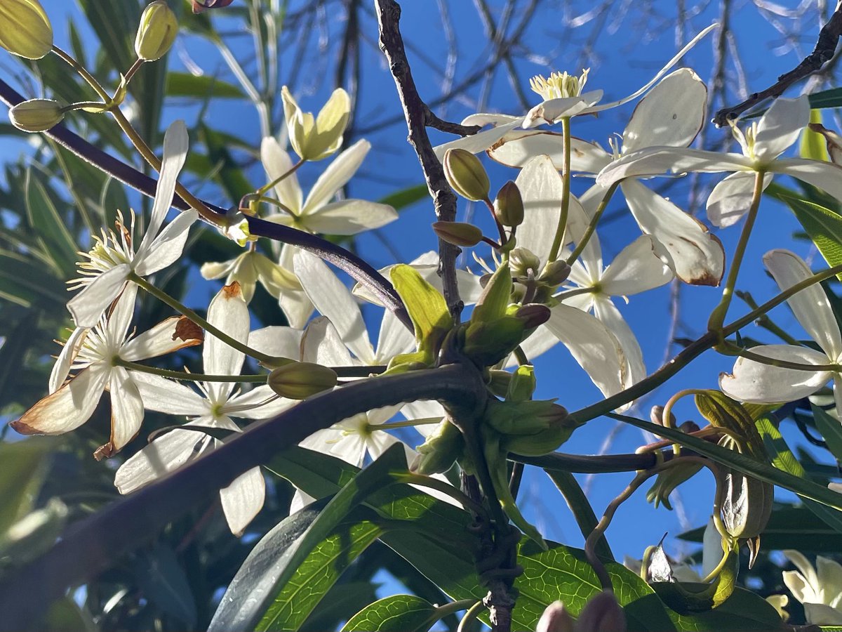 nachoramosc's tweet photo. Clematis armandii. La trepadora perfecta para la zona centro: siempre verde, hojas preciosas lanceoladas, crecimiento rapidísimo, aguanta heladas y una floración elegante en blanco espectacular. #mijardin #toledo #clematide #trepadora https://t.co/olcFTNlwuM