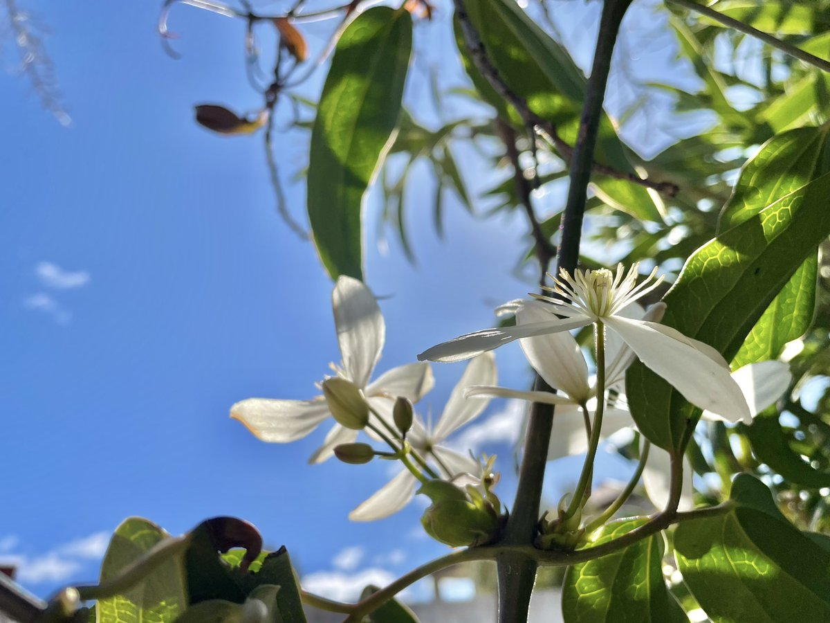 nachoramosc's tweet photo. Clematis armandii. La trepadora perfecta para la zona centro: siempre verde, hojas preciosas lanceoladas, crecimiento rapidísimo, aguanta heladas y una floración elegante en blanco espectacular. #mijardin #toledo #clematide #trepadora https://t.co/olcFTNlwuM