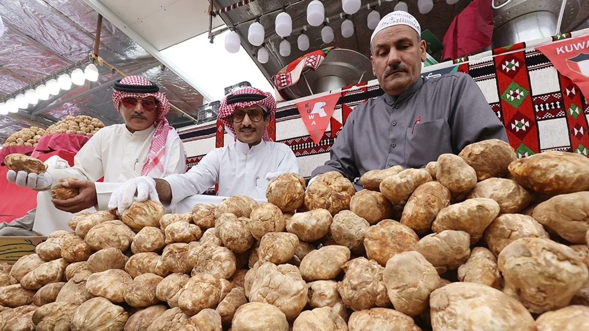 Due to an influx of Syrian truffles, the price in #Kuwait has dropped dramatically. The harvest of Syrian #truffles, however, often comes at a horrible cost with hundreds of gatherers killed or maimed by ISIS when foraging for truffles. #trufflehunt #foodie #Terrorism #syria