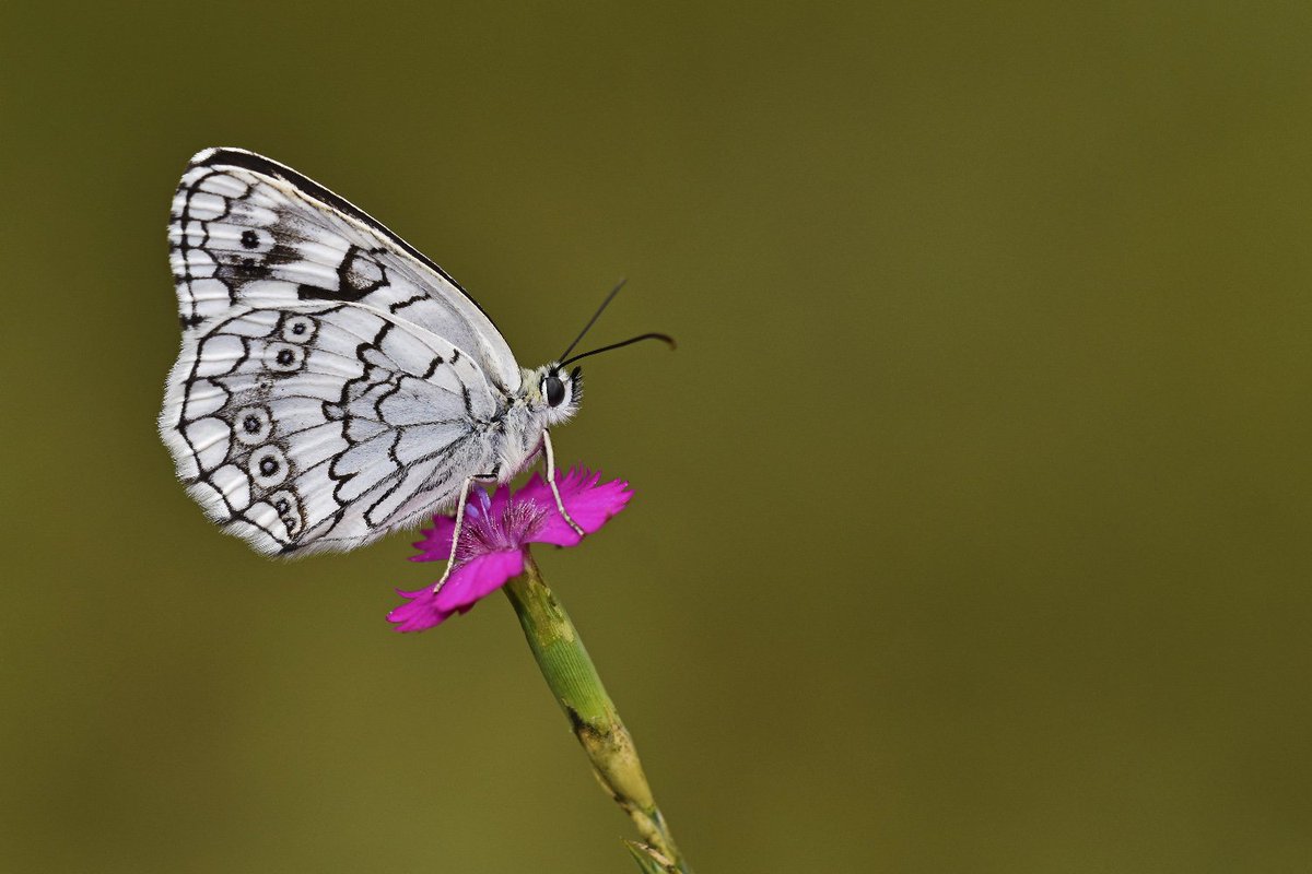 #haftanınkelebeği Anadolu Melikesi » Melanargia larissa