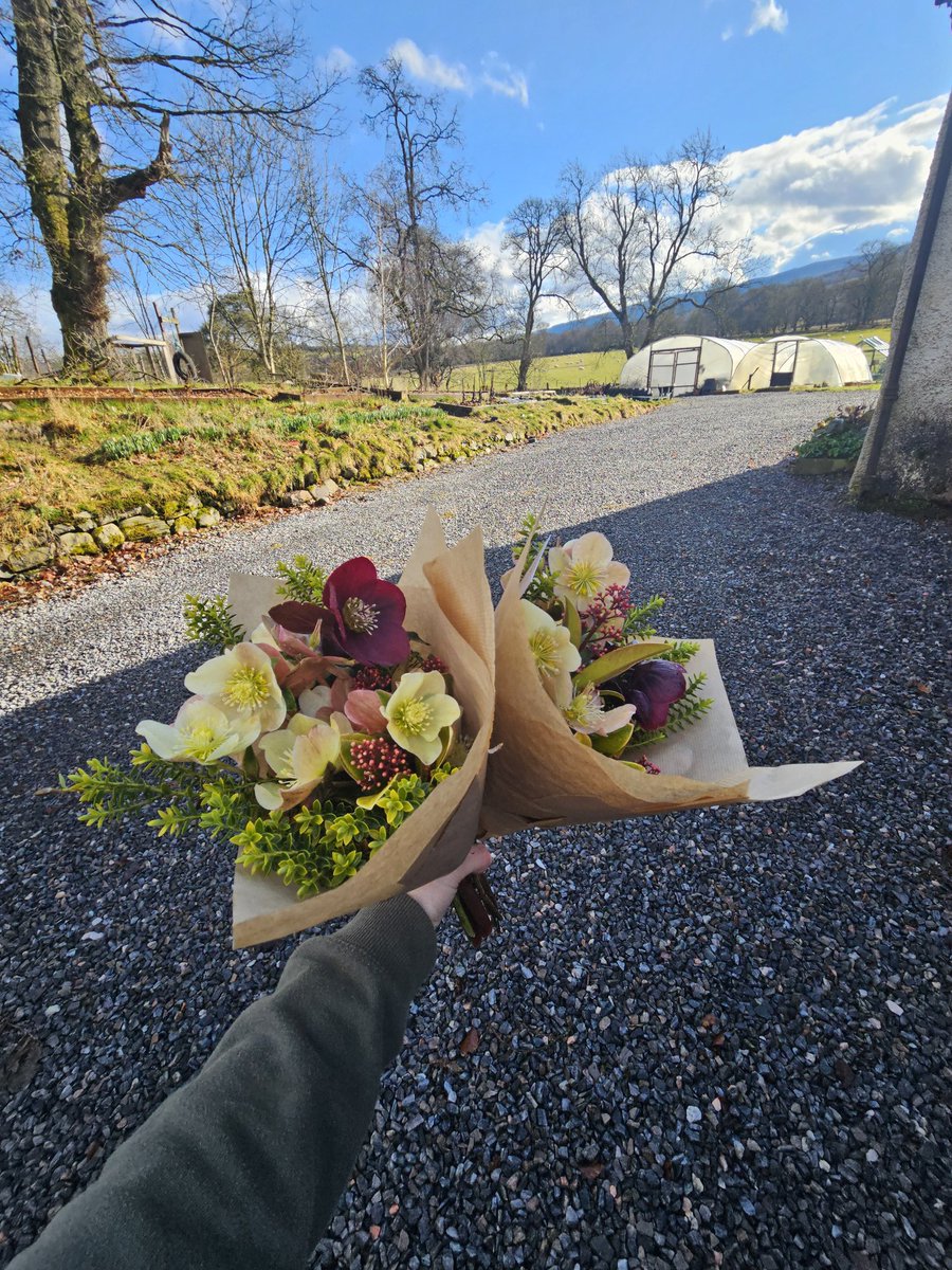 First fresh ones of 2024.  It's only the beginning.  A nice slow, start.  Could do with more really.  #cutflowers #grownnotflown