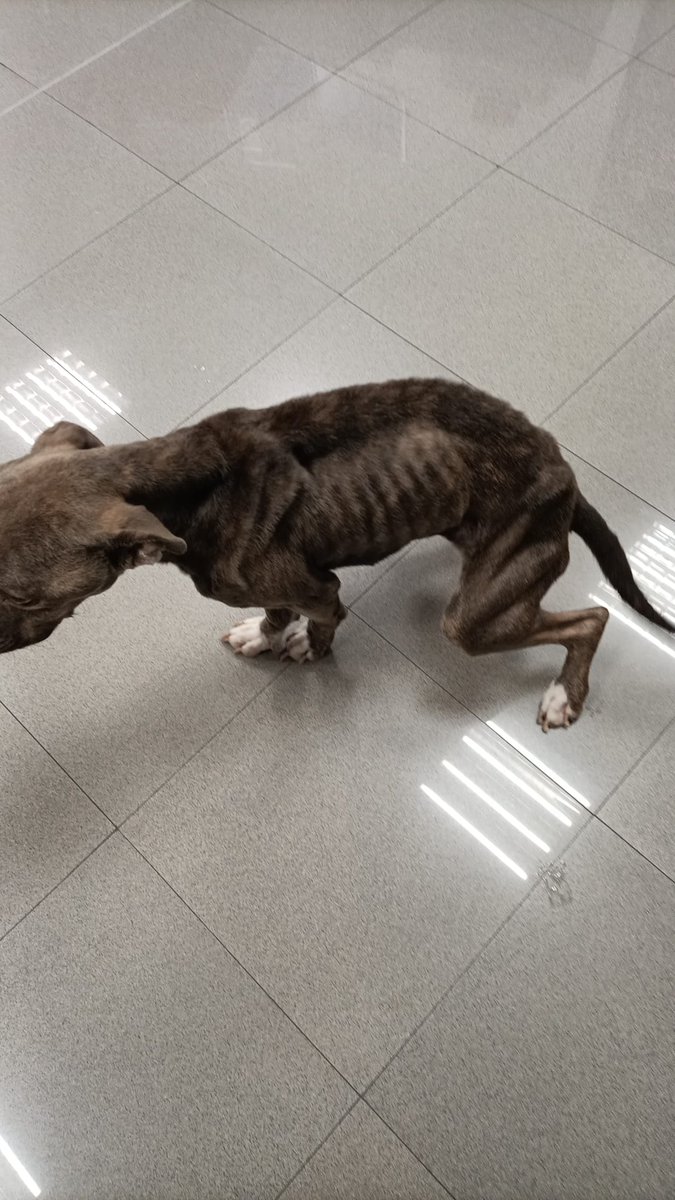 ⚠️ Des de l'Ajuntament de Xàtiva demanem la col·laboració ciutadana per a localitzar al propietari o propietària d'aquest gos de raça Pit bull.

🐶 Estava abandonat a la carretera CV41, a l'altura de la Llosa de Ranes.

❤️‍🩹 Malgrat les males condicions ha aconseguit millorar.