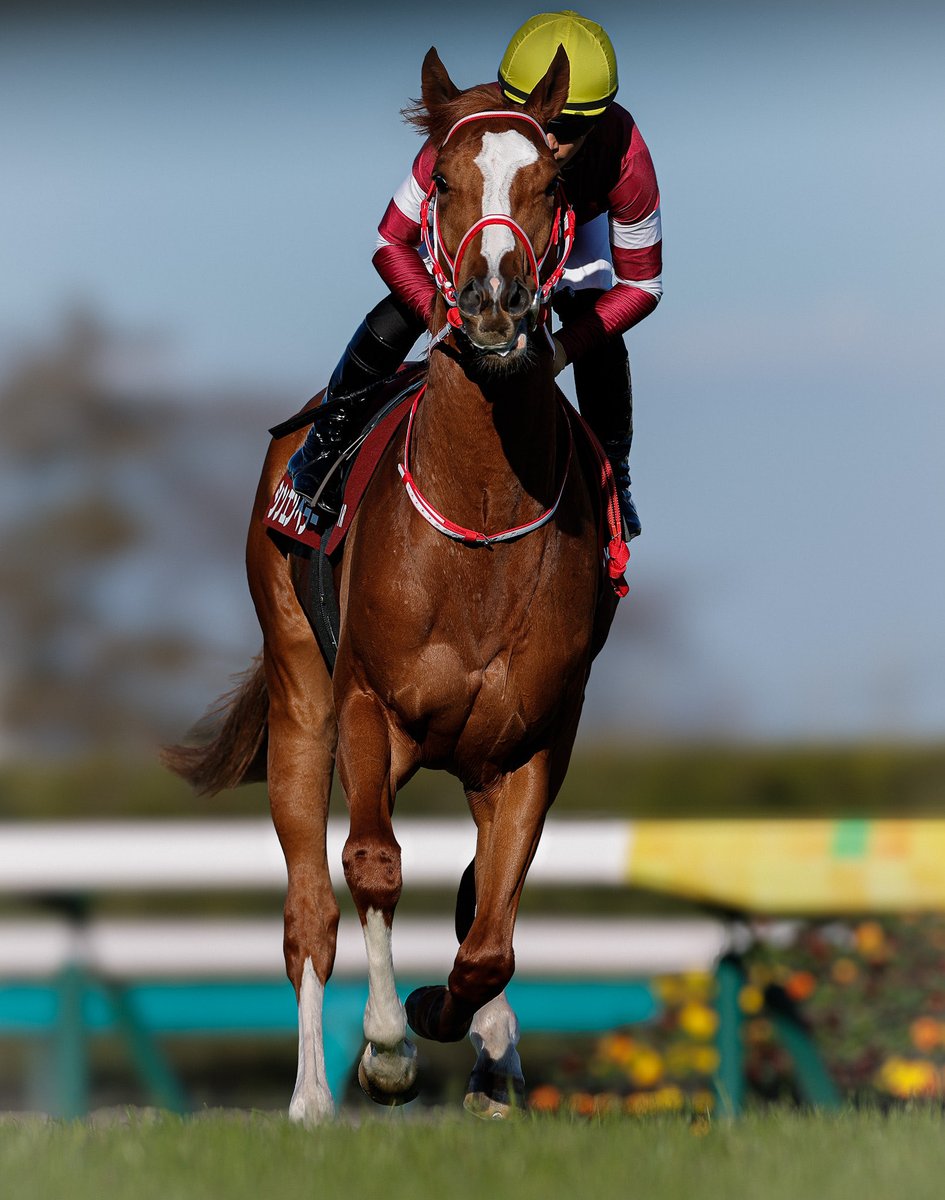 ①◆　競馬　◆　競馬予想番組　サタうま　ディープインパクト　◆三冠馬記念バッグ◆ mqdefault.jpg