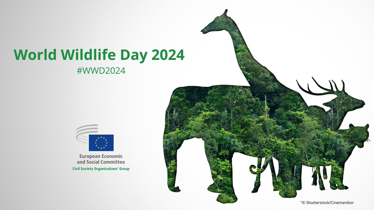 World Wildlife Day #WWD2024 Fighting #Wildlife trafficking requires a focus on training/inter-agency co-operation/funding. Protecting wildlife is fundamental to protecting the ecosystems on which we depend for everything!🗣️@CillianLohan @EU_EESC opinion👉europa.eu/!3PbVNg
