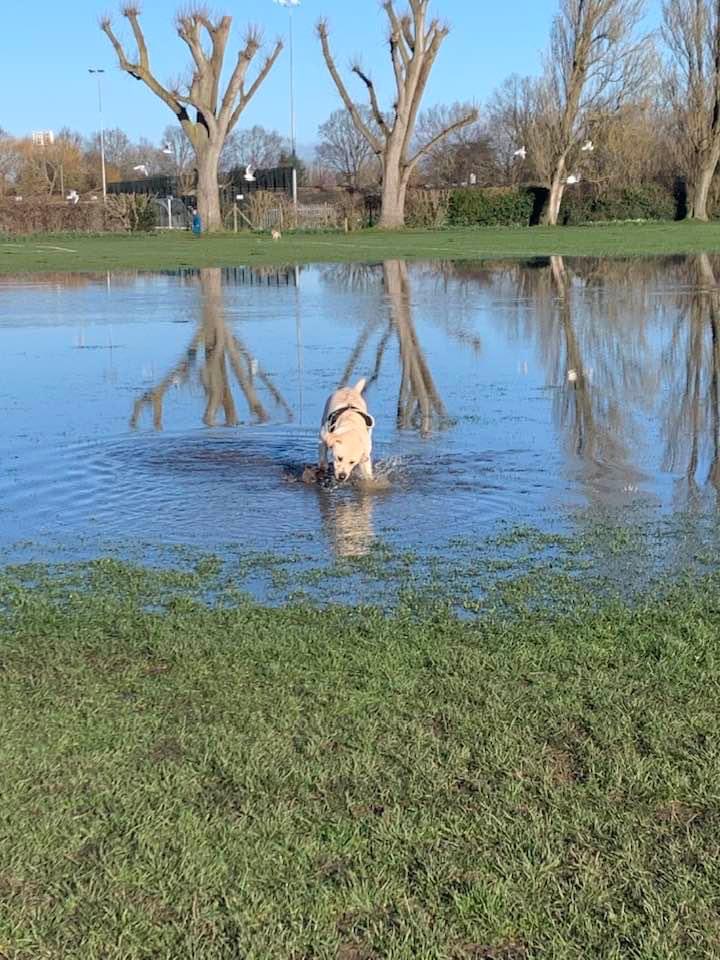 Cosmo thinks he’s a duck!