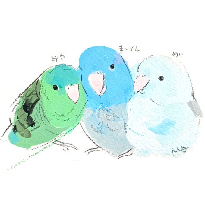 「サザナミインコ」のTwitter画像/イラスト(新着))