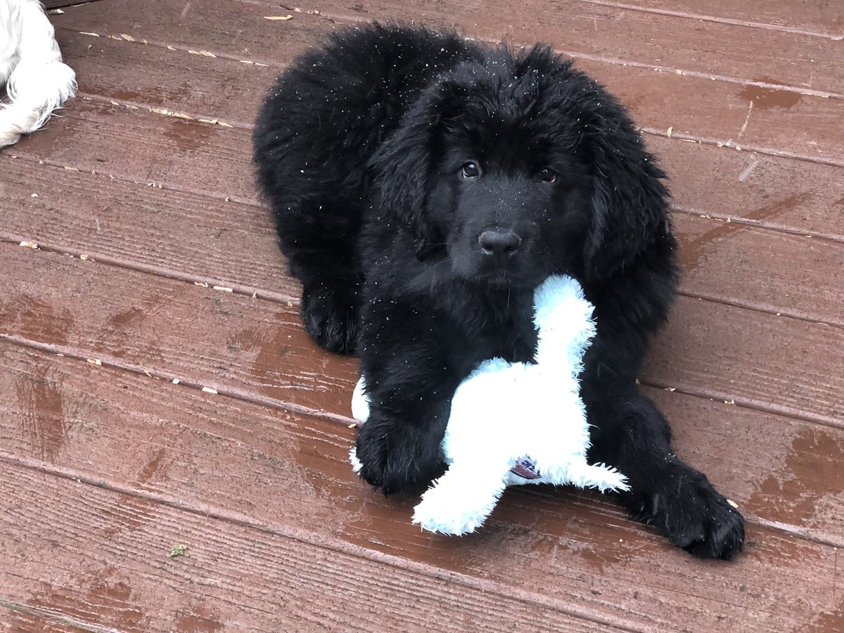 Shellopr8s's tweet photo. Raven, the black dog chairman of The Tortured Pets Department,  reporting for duty to the chairman of The Tortured Poets Department.  @taylornation13  @taylorswift13 #TaylorSwift  #blackdog #stuffedanimals with #loveandgrowls #TTPD https://t.co/EmujbAWdgT