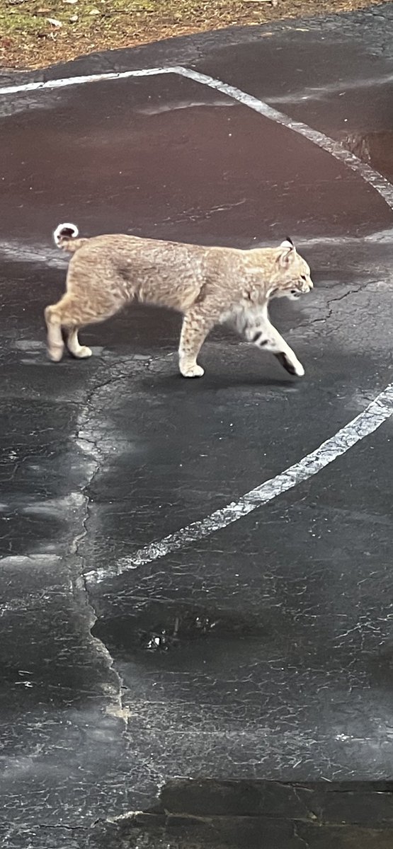 Had a visitor in my yard yesterday..