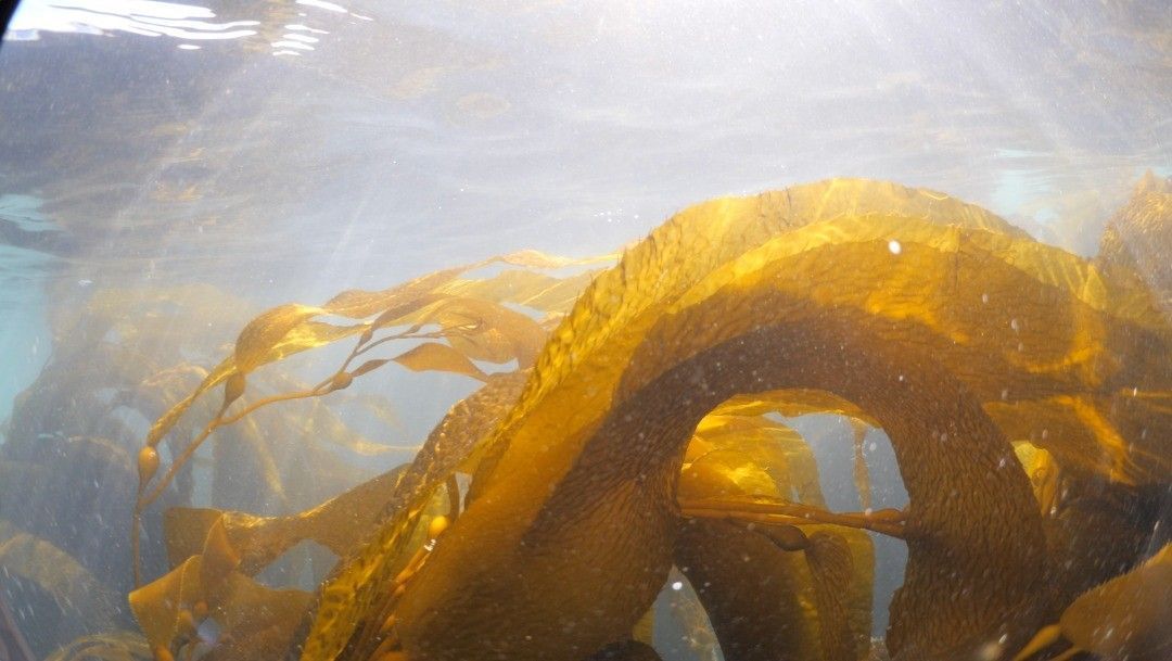 New global research initiative from the Cawthron Institute (@Cawthron_NZ), Sequench, Kelp Forest Foundation (@KelpForestFdn) and NatureMetrics (@NatureMetrics) investigates carbon sequestration potential of kelp. Read more... buff.ly/3UJ3Ss7 #oceanbuzz #oceantech