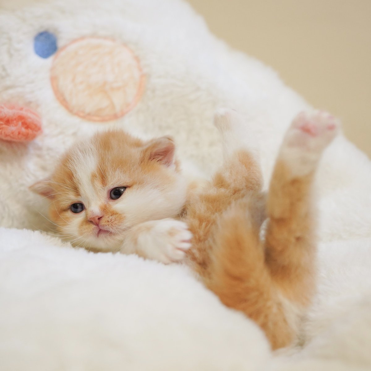 หนูนิดมีน้องเป็นโหล tweet media