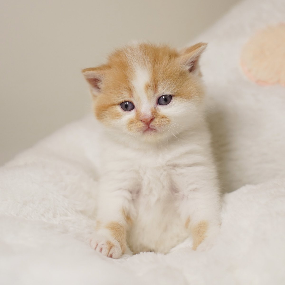 Attitude นี้ได้แต่ใดมา