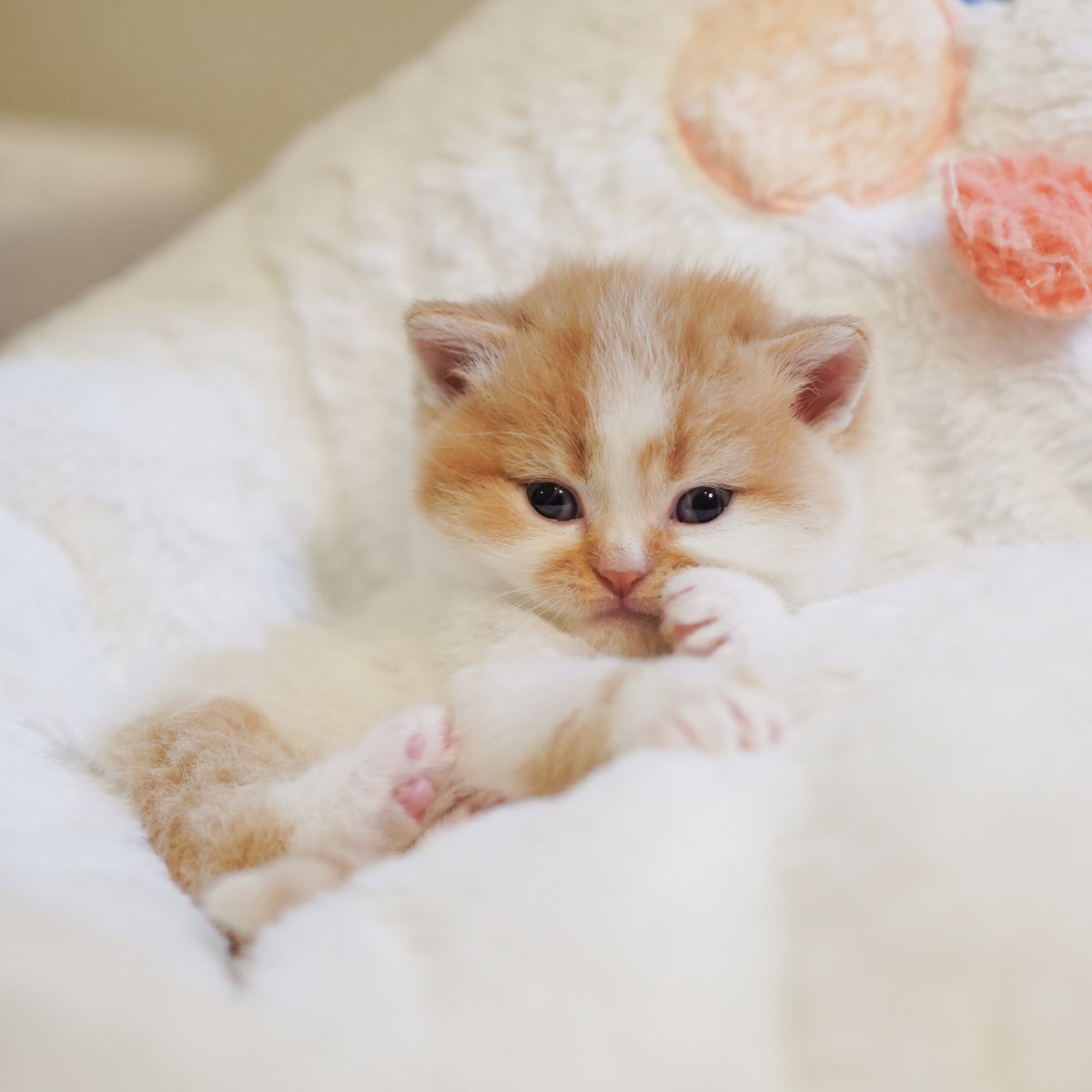 หนูนิดมีน้องเป็นโหล tweet media