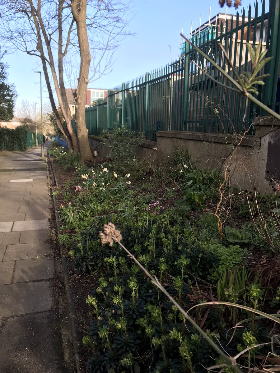 When I came to @AllSaintsChHill 6.5 years ago this path to @ASPNW2 past the vestry door was grotty and unwelcoming. Now, thanks to many from church and community (including @casal_teresa Jonathan and Brian) it is a joy that shows the coming of spring each year.